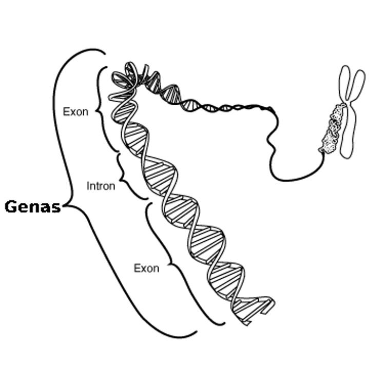 Source illustration for Genas