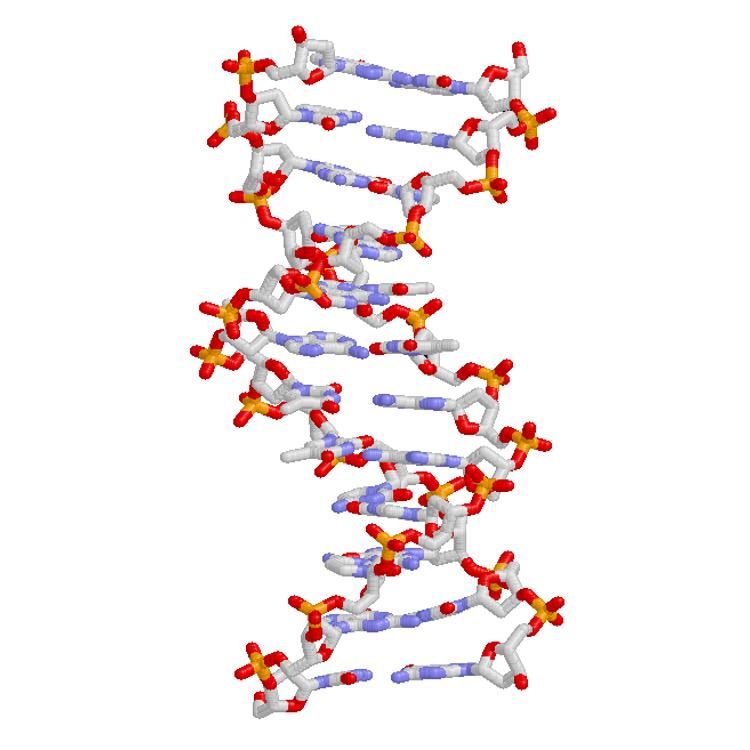 Source illustration for Paveldimumas