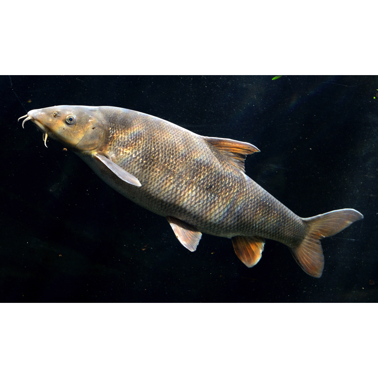Source illustration for Stuburiniai