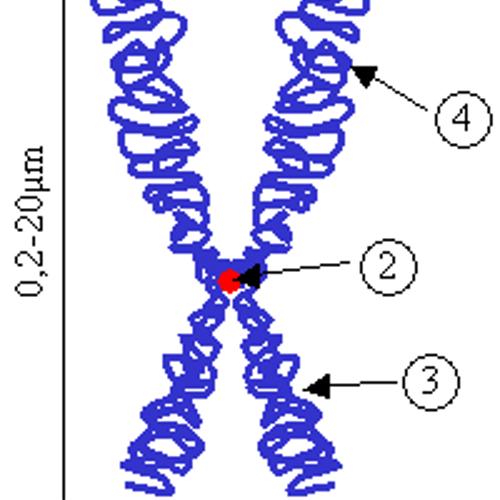 Source illustration for Chromosoma