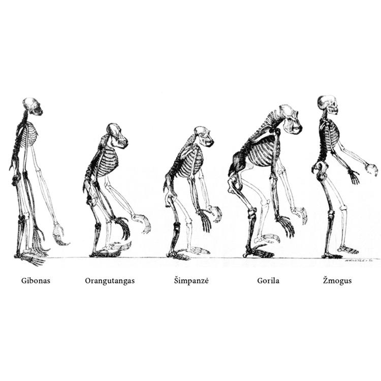Source illustration for Evoliucija